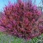 Cercis Occidentalis Western Redbud Tree Seeds Fresh Garden