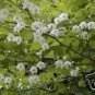 Styrax Japonica Japanese Styrax Tree Seeds Fresh Garden