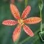 Belamcanda Chinensis Blackberry Lily Seeds Fresh Garden