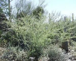 Acacia Constricta Hardy Acacia Exotic Seeds Fresh Garden
