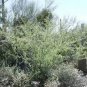 Acacia Constricta Hardy Acacia Exotic Seeds Fresh Garden