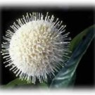 50 Buttonbush Honeyball Shrub White Flower Hummingbirds Fresh Garden