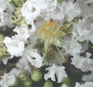 35 White Crepe Myrtle Crape Tree Shrub Lagerstroemia Indica Flower Seeds Fresh Garden