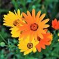 1000 Mixed African Daisy Daisies Dimorphotheca Aka Cape Marigold Flower Seeds Fresh Garden