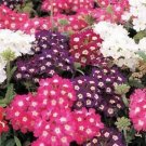 100 Mixed Colors Verbena Hortensis Flower Seeds Fresh Garden