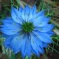 500 Blue Love In A Mist Miss Jekyll Nigella Damascena Flower Seeds Fresh Garden