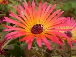 200 Ice Plant Mesembryanthemum Daisy Flower Seeds Mixed Colors Fresh Garden