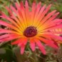 200 Ice Plant Mesembryanthemum Daisy Flower Seeds Mixed Colors Fresh Garden