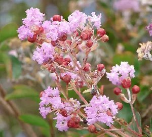 35 Light Pink Crepe Myrtle Crape Tree Shrub Lagerstroemia Indica Flower Seeds Fresh Garden