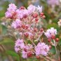 35 Light Pink Crepe Myrtle Crape Tree Shrub Lagerstroemia Indica Flower Seeds Fresh Garden