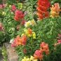 2000 Snapdragon Corona Mix Antirrhinum Majus Flower Seeds Fresh Garden