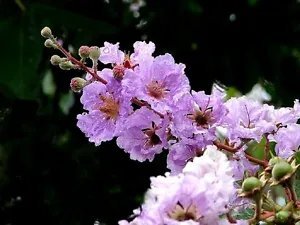 35 Lilac Crepe Myrtle Crape Tree Shrub Lagerstroemia Indica Flower Seeds Fresh Garden