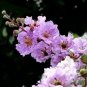 35 Lilac Crepe Myrtle Crape Tree Shrub Lagerstroemia Indica Flower Seeds Fresh Garden