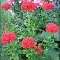 70 Red Lychnis Chalcedonica Rose Campion Catchfly Flower Seeds Fresh Garden