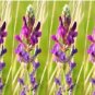 30 Purple Locoweed Crazyweed Oxytropis Lambertii Native Flower Seeds Fresh Garden