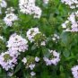 150 Creeping Winter Savory Satureja Montana Herb Flower Seeds Fresh Garden