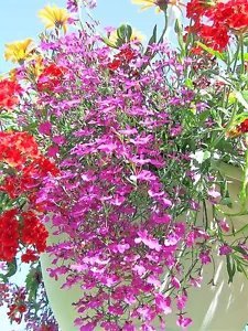 200 Rosamond Lobelia Erinus Carmine Red & White Flower Seeds Fresh Garden