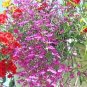 200 Rosamond Lobelia Erinus Carmine Red & White Flower Seeds Fresh Garden