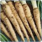 50 Mammoth Sandwich Island Salsify Vegetable Oyster Flower Seeds Fresh Garden