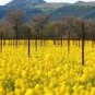 3000 Southern Giant Curled Mustard Ostrich Plume Vegetable Herb Seeds Fresh Garden