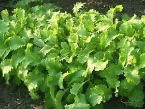 1000 Brown Mustard Brassica Juncea Vegetable Herb Seeds Fresh Garden