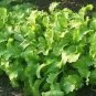 1000 Brown Mustard Brassica Juncea Vegetable Herb Seeds Fresh Garden