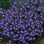 200 Mrs Clibran Lobelia Erinus Lavender Purple & White Flower Seeds Fresh Garden