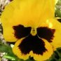 50 Yellow & Brown Pansy Viola Violet Flower Seeds Fresh Garden