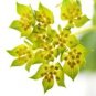 100 Green Gold Bupleurum Griffithii Rotundifolium Hares Thoroughwax Flower Seeds Fresh Garden