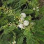 Acacia Angustissima Prairie Acacia Seeds Fresh Garden