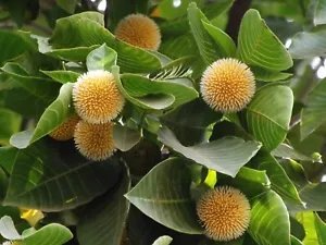 Neolamarckia Cadamba Bur Flower Tree Exotic Seeds Fresh Garden