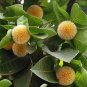 Neolamarckia Cadamba Bur Flower Tree Exotic Seeds Fresh Garden