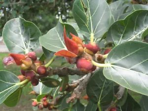 Ficus Rumphii Unique Tree Exotic Seeds Fresh Garden