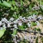 Myrica Cerifera Southern Wax Myrtle Seeds Native Fresh Garden