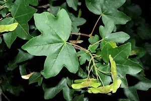 Acer Campestre Hedge Maple Tree Seeds Fresh Garden