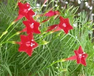 Ipomoea Quamoclit Cypress Vine Seeds Fresh Garden