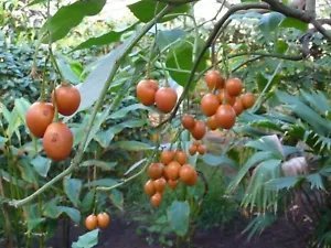 Cyphomandra Betacea Tree Tomato Seeds Fresh Garden