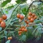 Cyphomandra Betacea Tree Tomato Seeds Fresh Garden