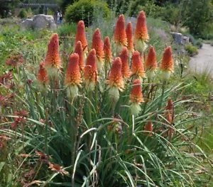 Kniphofia Uvaria Red Hot Poker Seeds Fresh Garden