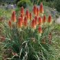 Kniphofia Uvaria Red Hot Poker Seeds Fresh Garden