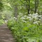 Heracleum Lanatum Cow Parsnip Seeds Fresh Garden