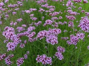 Verbena Bonariensis Tall Verbena Seeds Fresh Garden