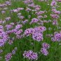 Verbena Bonariensis Tall Verbena Seeds Fresh Garden