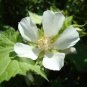 Kitaibelia Vitifolia Chalice Flower Seeds Fresh Garden