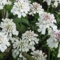 Iberis Sempervirens Perennial Candytuft Seeds Fresh Garden