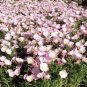 Oenothera Speciosa Showy Primrose Seeds Fresh Garden