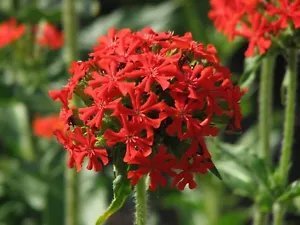 Lychnis Chalcedonica Maltese Cross Seeds Fresh Garden