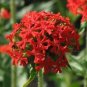 Lychnis Chalcedonica Maltese Cross Seeds Fresh Garden