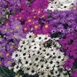 Brachyscome Iberidifolia Swan River Daisy Seeds Fresh Garden