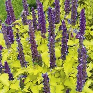 Agastache Foeniculum Golden Jubilee Golden Anise Hyssop Seeds Fresh Garden